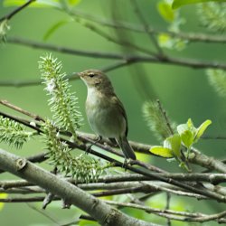 braun/beiger Vogel auf Weide