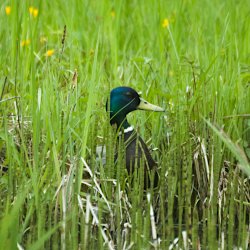 Stockenten-Erpel im hohen Gras