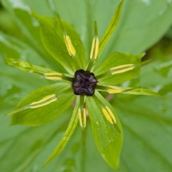 Blüte vierblättrige Einbeere