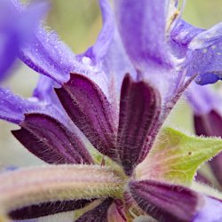 violette Blüte Wiesen-Salbei