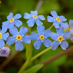 Blüten Sumpf-Vergissmeinnicht