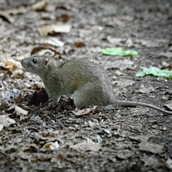 Maus im Wald