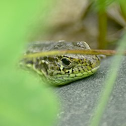 Zauneidechse schaut hinter dem Gras hervor