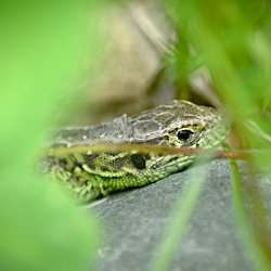 Zauneidechse schaut zwischen dem Gras hervor
