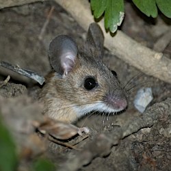 Waldmaus vor Höhleneingang