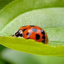 Marienkäfer auf Blatt