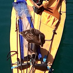Stockente auf dem Bootsdeck