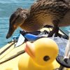 Stockente auf Faltboot