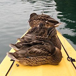 Schlafende Stockenten auf Faltboot