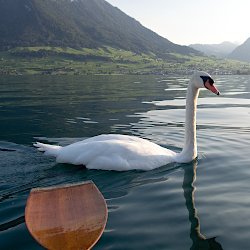 Höckerschwan mit Paddel auf Abstand gehalten