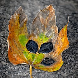 Herbstblatt mit schwarzen blattähnlichen Flecken