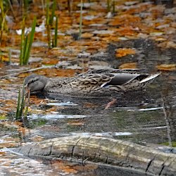 Stockente Weibchen zwischen schwimmendem Herbstblaub