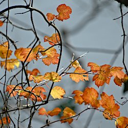 orange Laubblätter