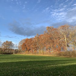 rote Bäume, grüne Wiese, blauer Himmel