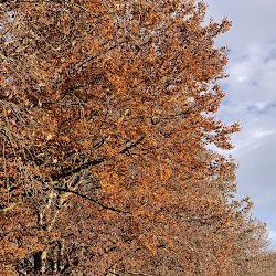 roter Herbstbaum