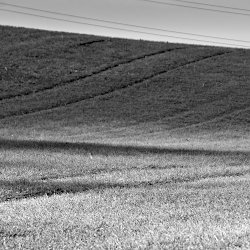 Wiese schwarz/weiss