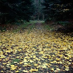Gelbe Blätter auf dem Waldweg