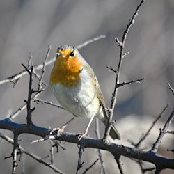 Rotkehlchen auf kahlem Ast