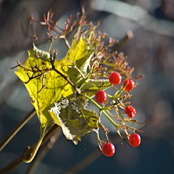 Gemeiner Schneeball Beeren