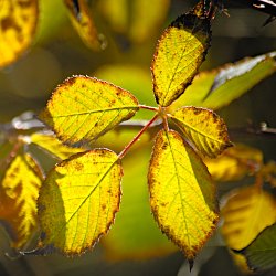 gelbes Brombeerblatt