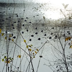Tafelenten im Gegenlicht als Silhouetten