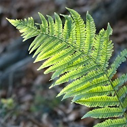 leuchtend grüner Farn im Schatten