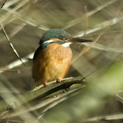 Eisvogel zwischen den Ästen