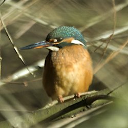 Eisvogel zwischen den Ästen
