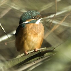 Eisvogel zwischen den Ästen