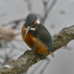 Eisvogel auf Baum