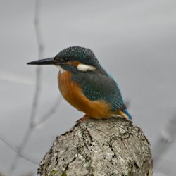 Eisvogel auf Baum