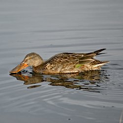 Löffelente Weibchen pflügt mit dem Schnabel durchs Wasser