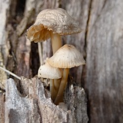 Pilze am Baumstrunk