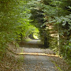 Waldweg