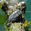 Schildkröte sonnt sich auf Baumstamm im Wasser