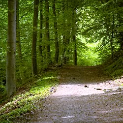 Waldweg