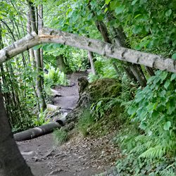 Waldweg