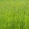 Wiese - hohes Gras