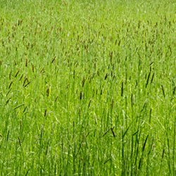 Wiese - hohes Gras