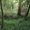 Unterholz
