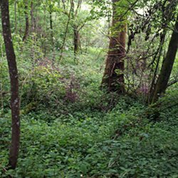 Unterholz
