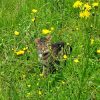 Katze im Gras am Jagen