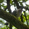 Ringeltaube auf Baum