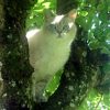 Katze im Baum auf der Lauer