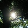 Sonnenstrahlen zwischen den Bäumen