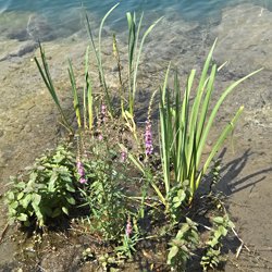 Pflanzen am Wasser