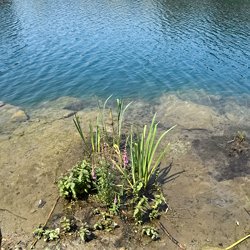 Pflanzen am Wasser