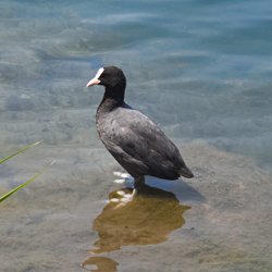 Blässhuhn im Wasser stehend