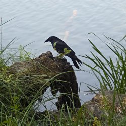 Krähe auf einer Wurzel am Ufer
