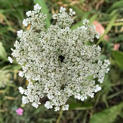 wilde Möhre Blüte